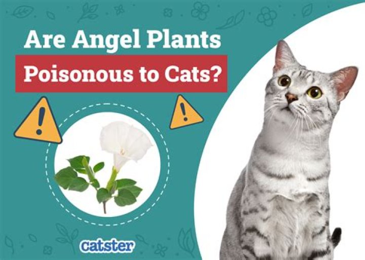 Are aglaonema poisonous to cats?