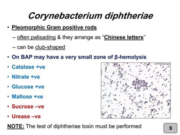 Are all corynebacterium catalase positive?