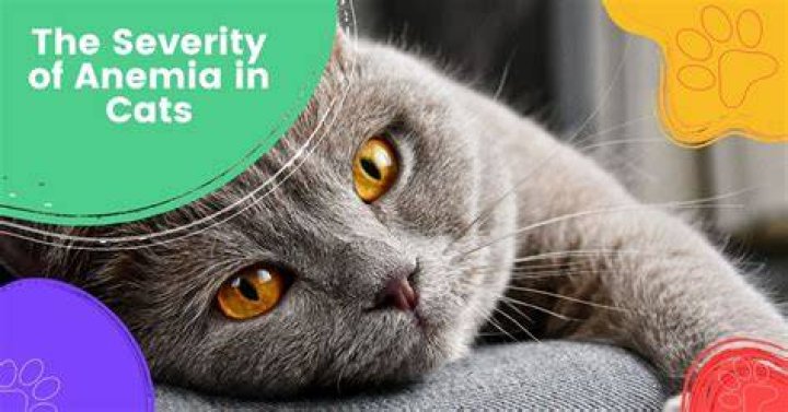 Are anemic cats in pain?