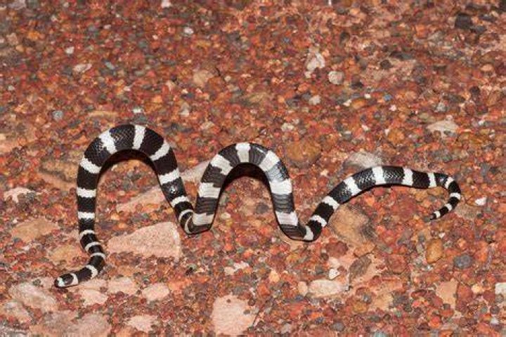 Are bandy bandy snakes rare?