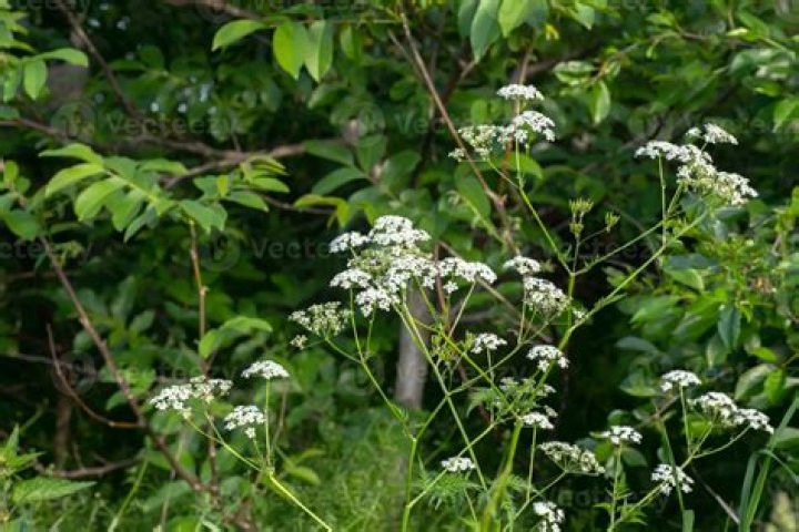 Are chervil leaves edible?