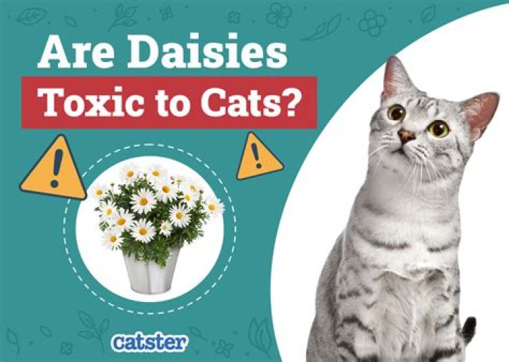 Are daisies toxic to cats?