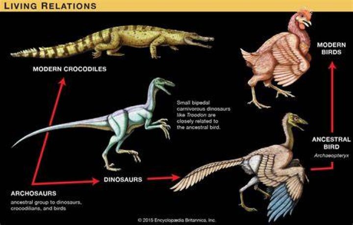 Are dinosaurs reptiles or birds?