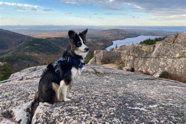 Are dogs allowed at ausable chasm?