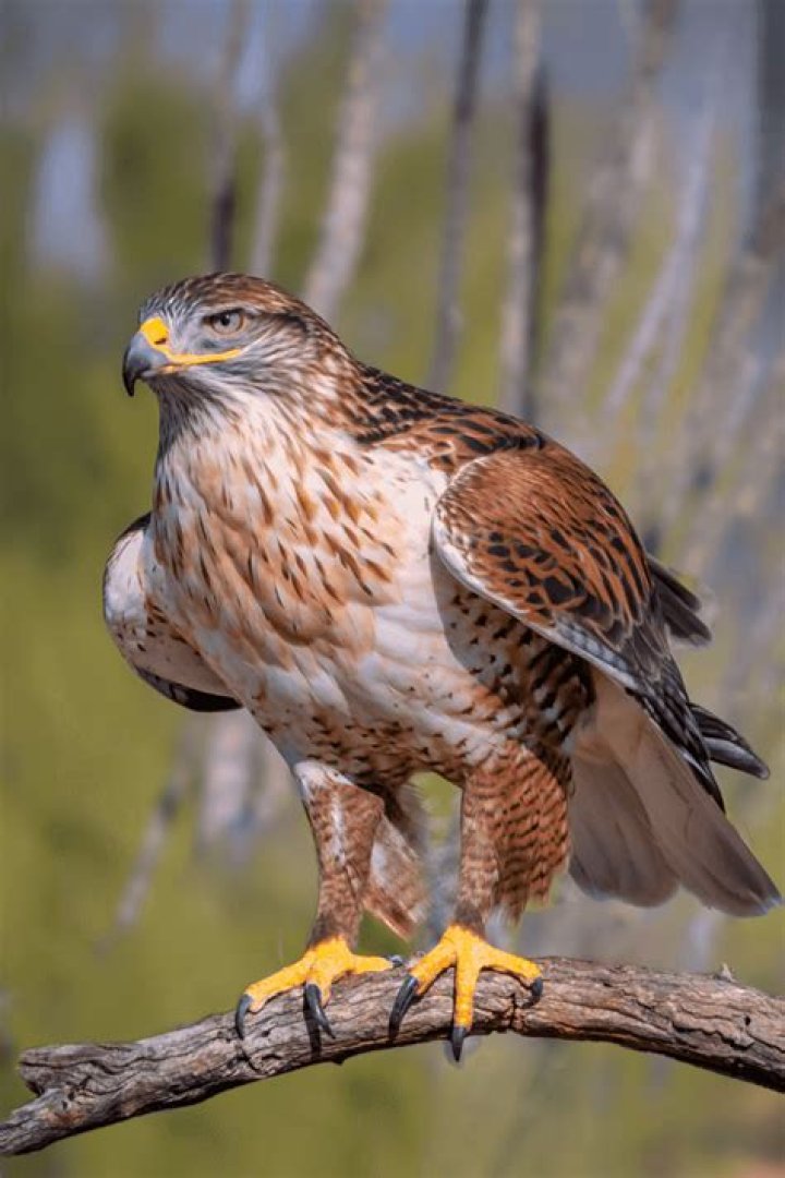 Are ferruginous hawk endangered?