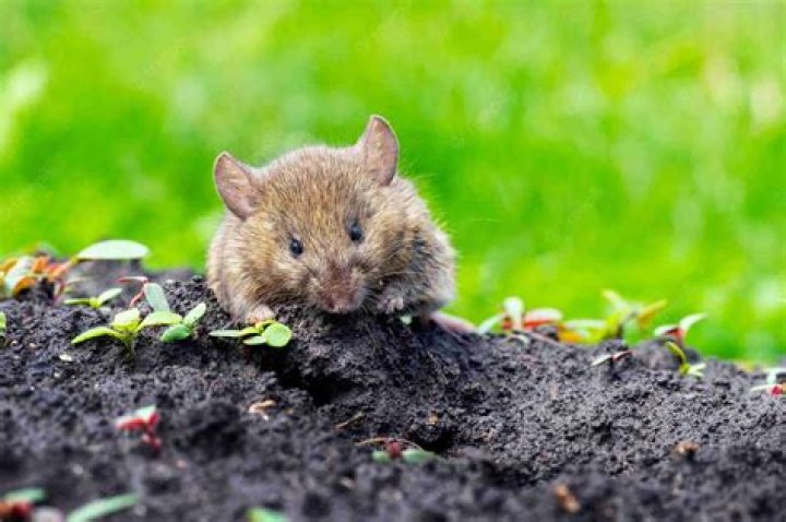 Are field mice nocturnal?