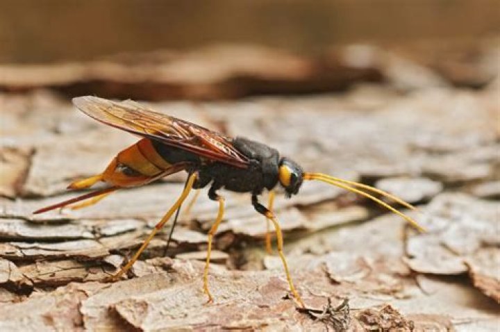 Are giant wood wasps dangerous?