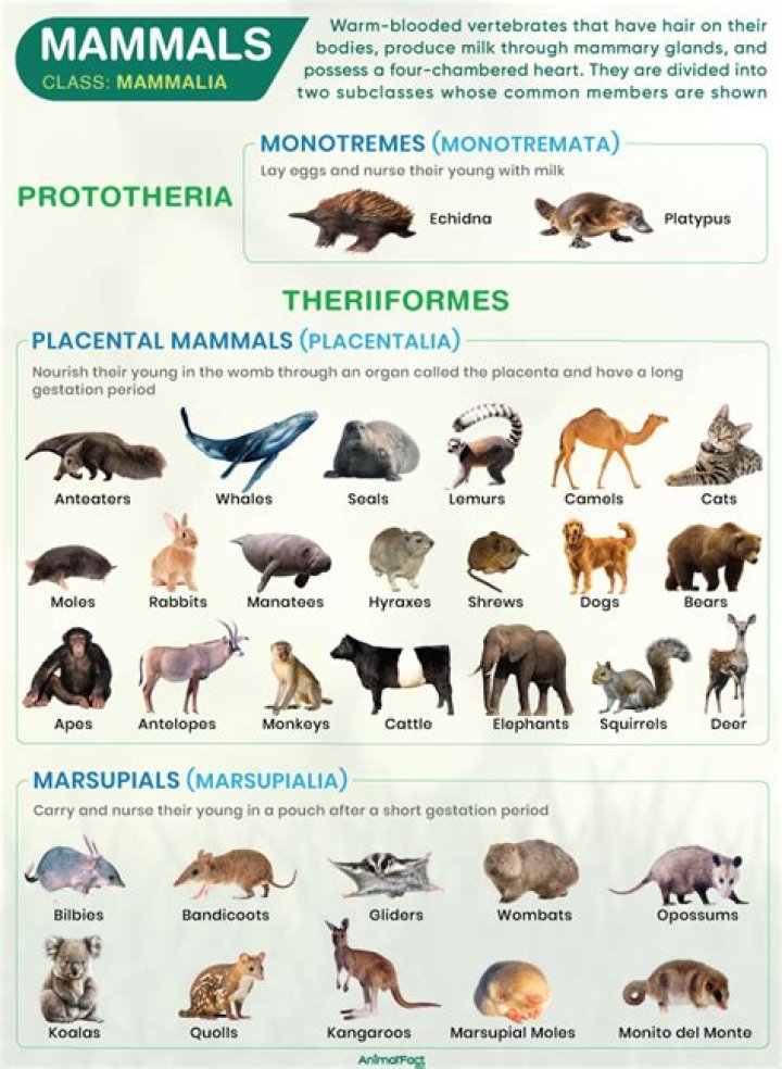 Are humans mammals without heterodont teeth?