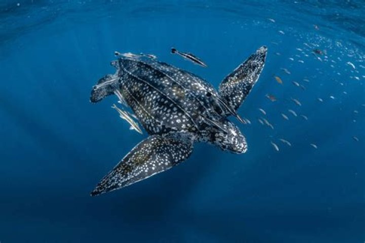 Are leatherback turtles warm blooded?