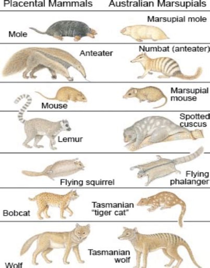 Are marsupials placental mammals?