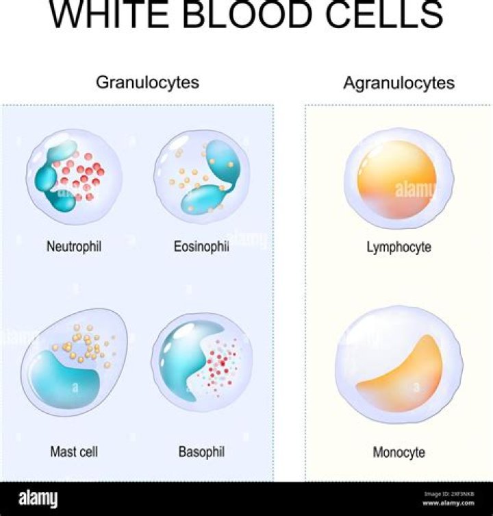 Are monocytes a type of granulocyte?