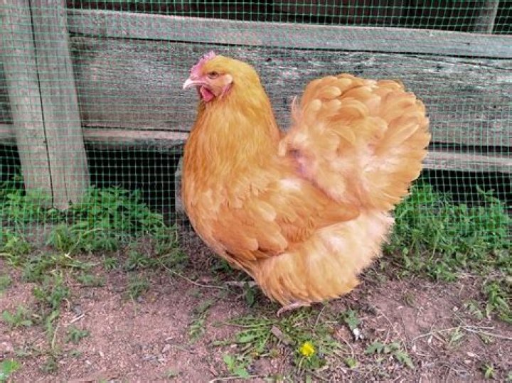 Are orpington chickens friendly?