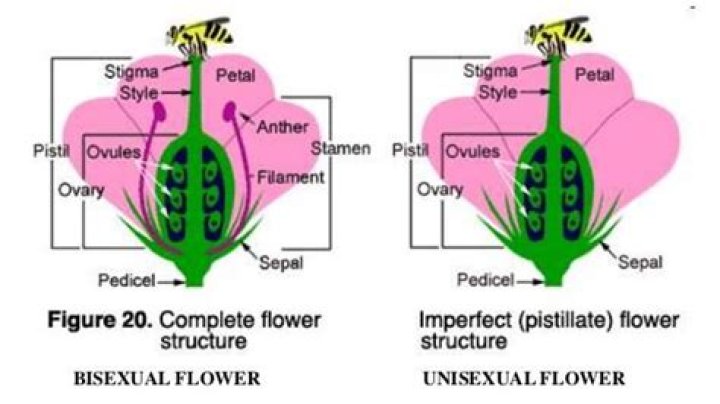 Are pea plants unisexual?