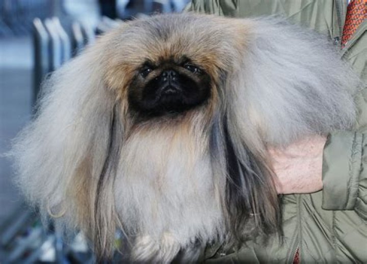 Are pekingese good dogs?