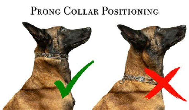 Are prong collars safe?