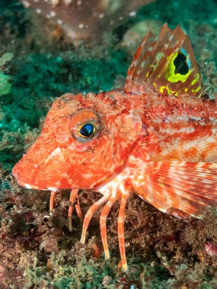 Are sea robin poisonous?