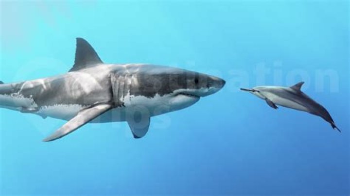 Are sharks afraid of dolphins?