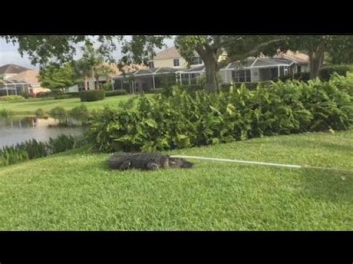 Are there alligators in cape coral canals?