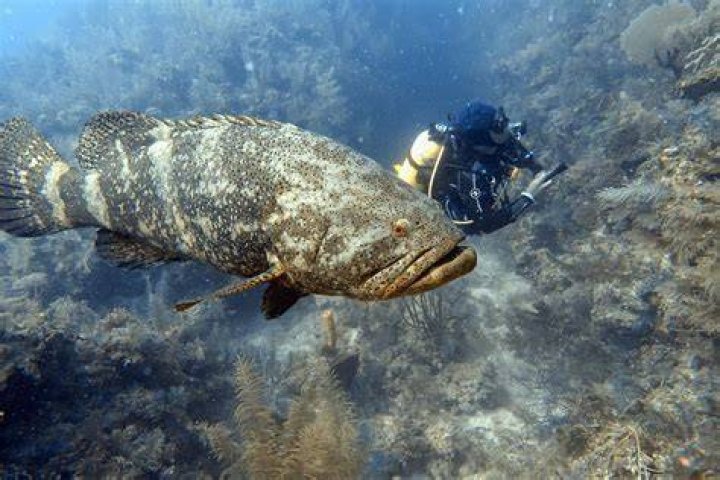 Are warsaw grouper endangered?
