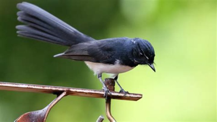 Are willy wagtails protected?