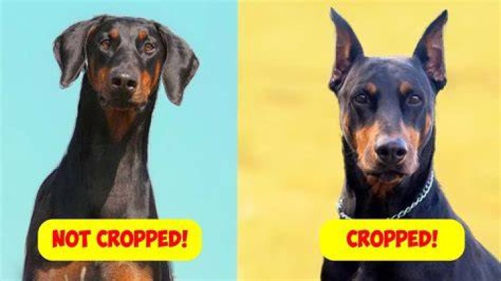 At what age should you crop a doberman ears?