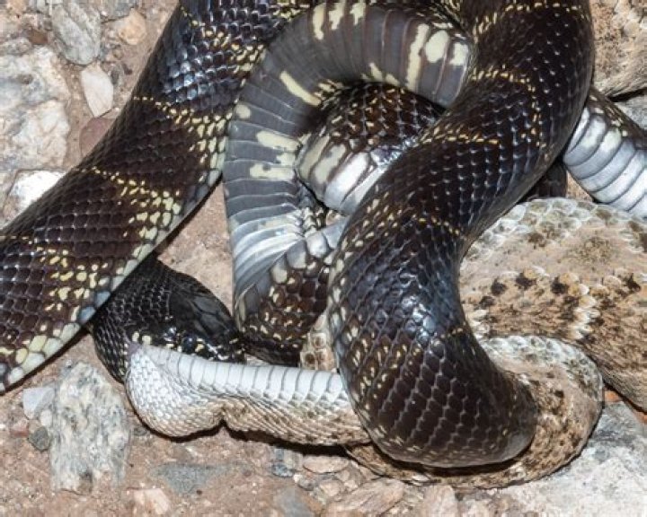 Can a kingsnake kill a rattlesnake?