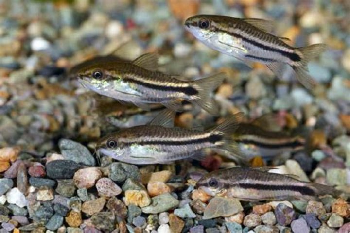 Can apistogramma be kept with corydoras?
