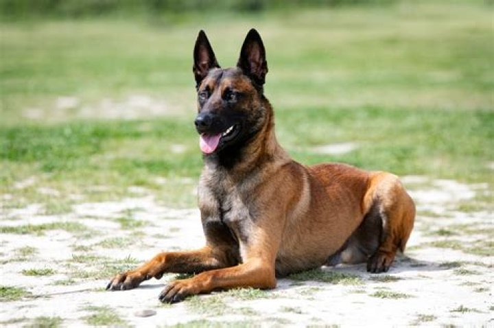 Can belgian malinois eat rice?