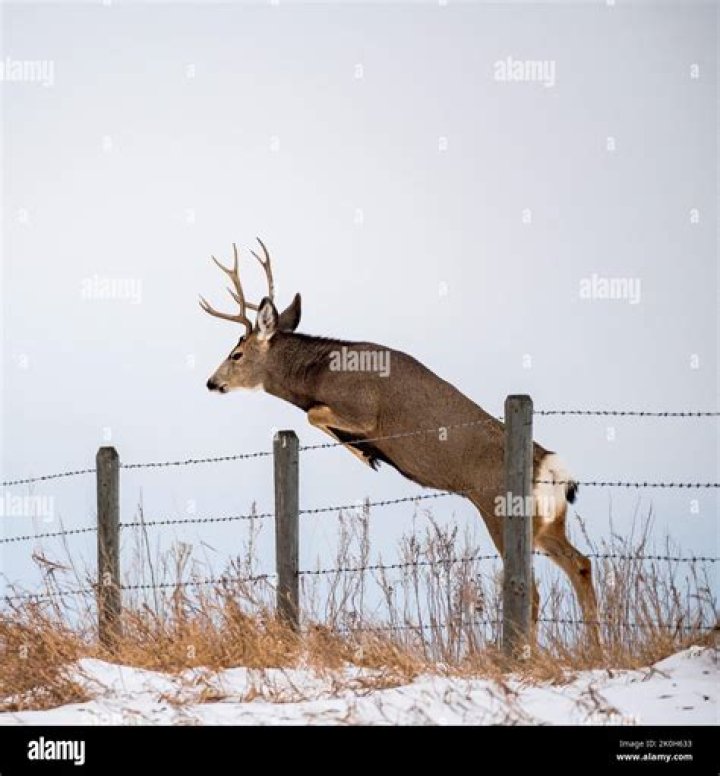 Can black buck jump a fence?
