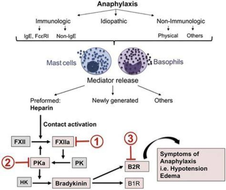 Can bradykinin induced fever?