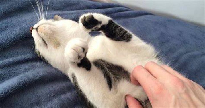 Can cats be ticklish?