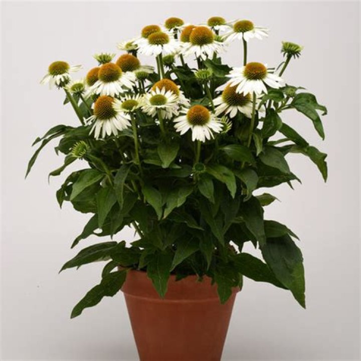 Can coneflowers grow in pots?