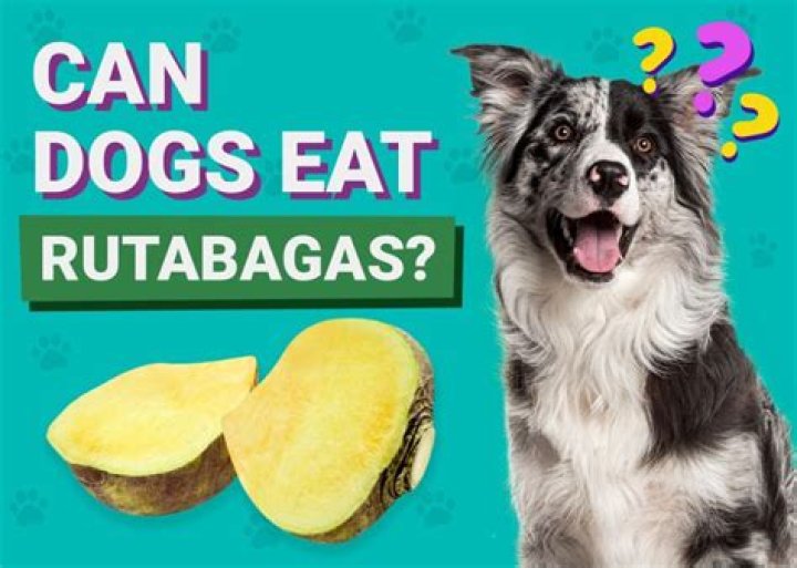 Can dogs eat sultana?