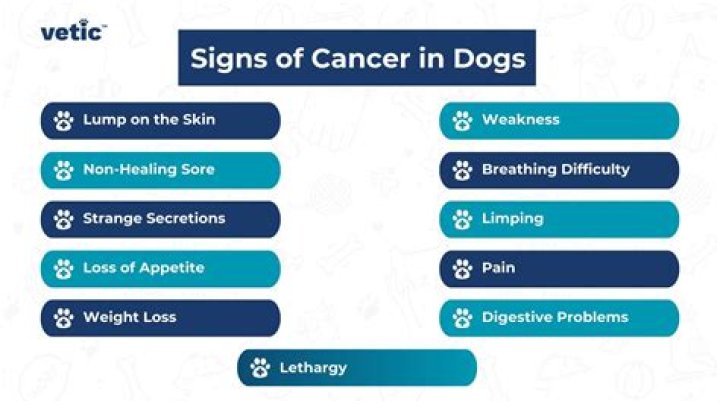 Can dogs get i b s?
