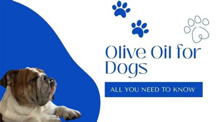 Can dogs have olive oil?