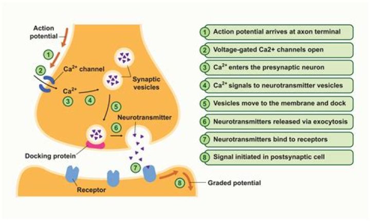 Can dopamine cross the synaptic gap?