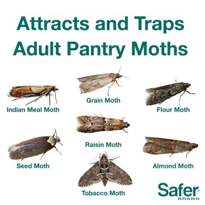 Can gypsy moths eat your heart?