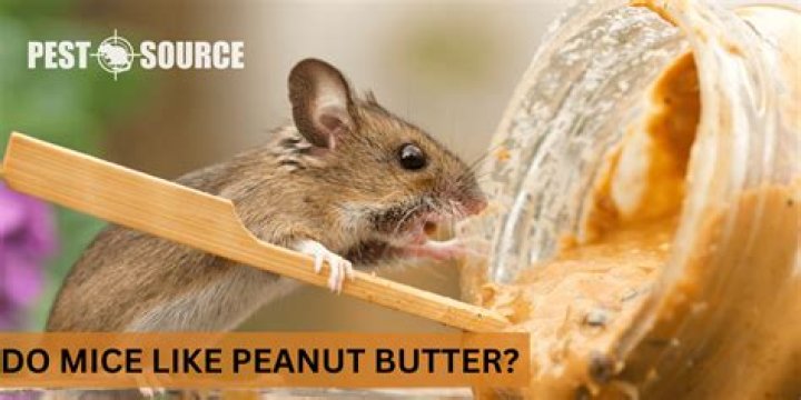 Can i give my mouse peanut butter?