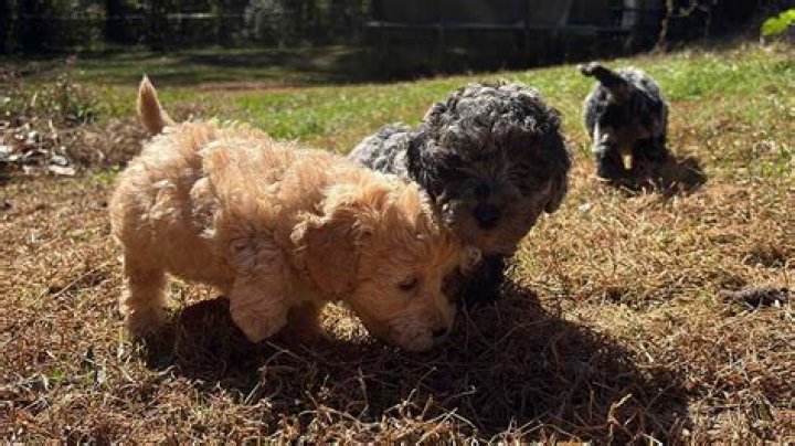 Can i use detick on puppies?