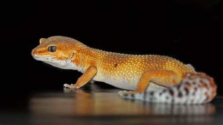 Can i use eco earth for leopard geckos?