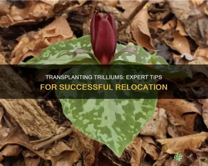 Can trilliums be transplanted?