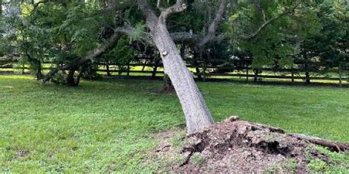 Can uprooted trees be replanted?