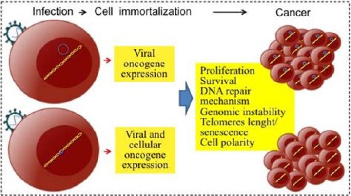 Can viruses cause cancer?