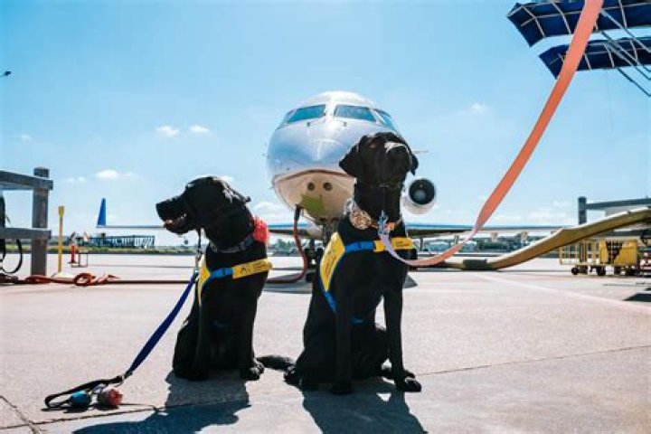 Can you adopt ex service dogs?