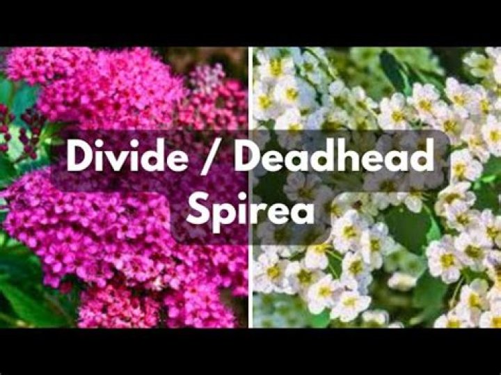 Can you divide spirea?