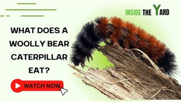 Can you hold a woolly bear caterpillar?
