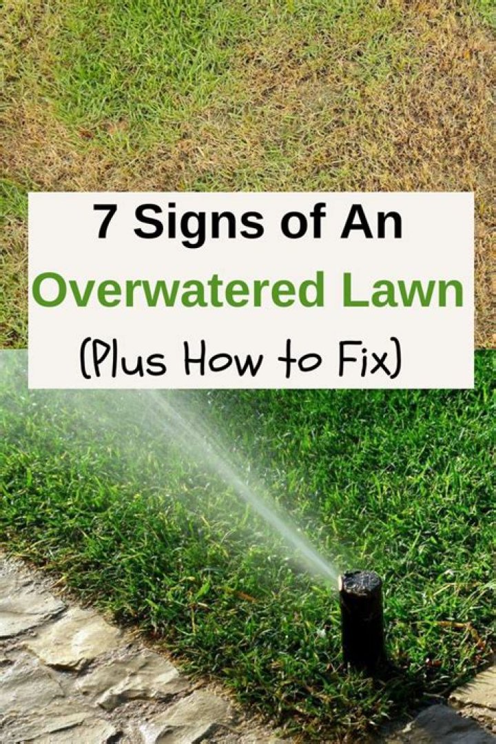 Can you overwater arborvitae?