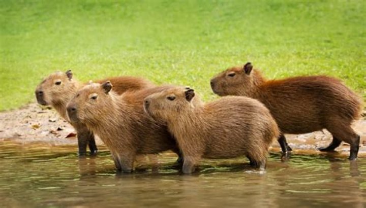 Can you own a capybara in canada?