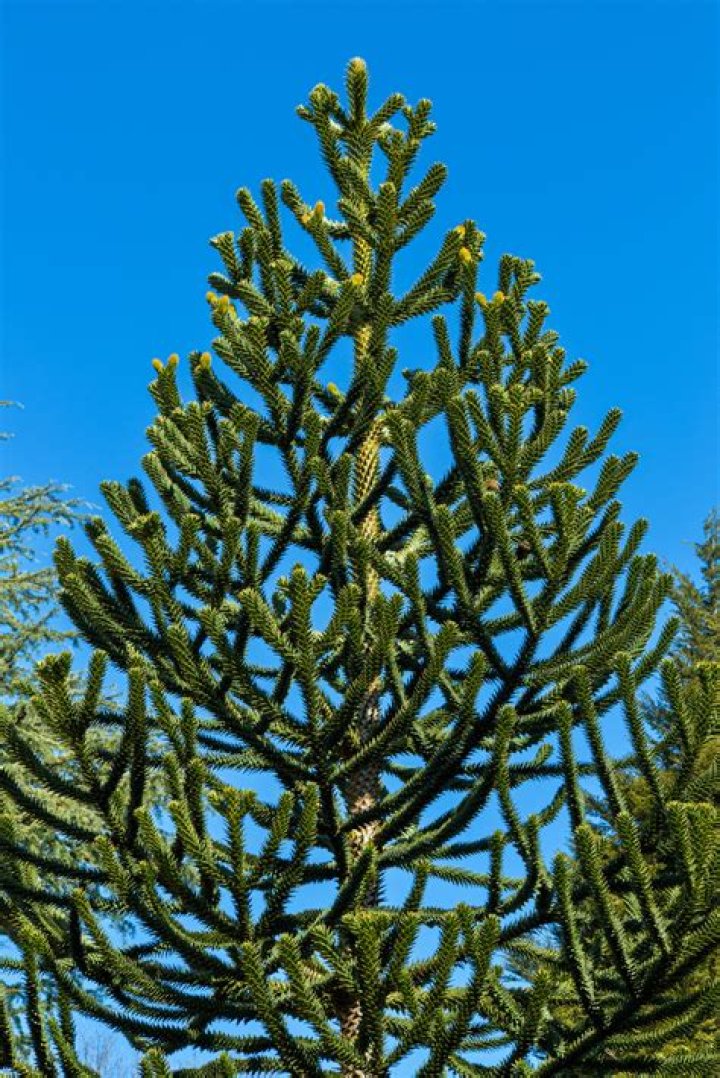 Can you put a monkey puzzle tree in a pot?