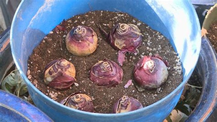 Can you replant narcissus bulbs?